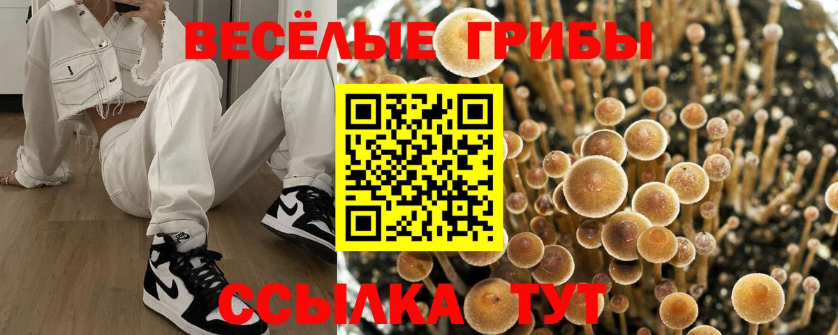как найти закладки  Псилоцибиновые грибы мицелий  Вход с VPN  Лениногорск  Галлюциногенные грибы Psilocybe 